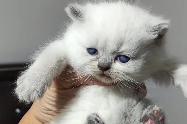Çelik Petshop - Resim 3