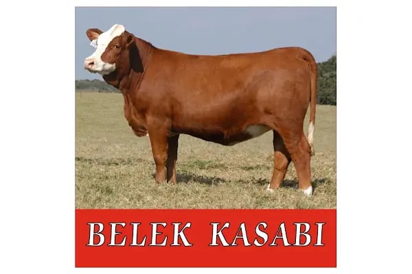 Belek Kasabı - Resim 5