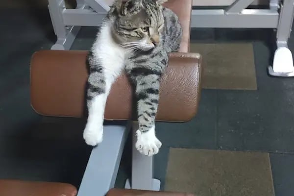 AYGYM Fitness gold - Resim 20