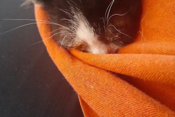İzmir Büyükşehir Belediye Başkanlığı Veteriner Kliniği Çevre Koruma ve Kontrol Daire Başkanlığı - Resim 6