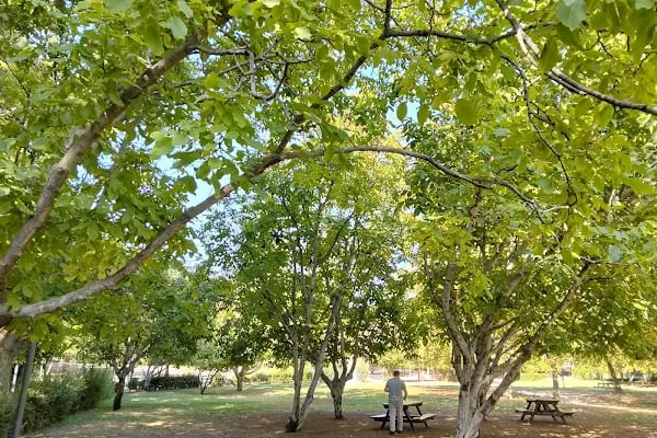 İncilipınar Vali Recep Yazıcıoğlu Parkı - Resim 5