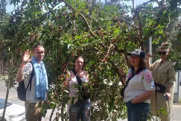 Çamlık Çadır Karavan Kamp Alanı - Resim 3