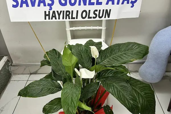 Erdemli barış çiçekçilik ve fotoğrafçılık - Resim 14