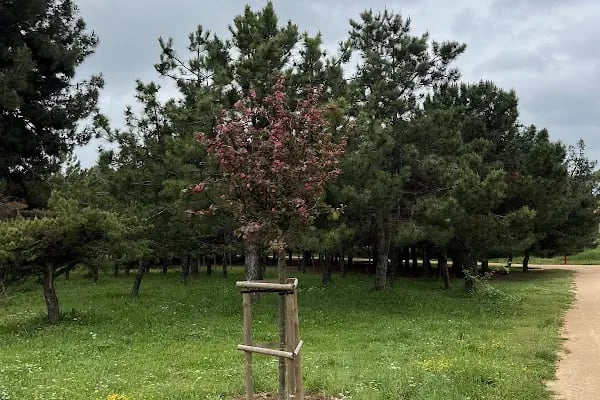 Florya Spor Tesisi Toprak Kortlar - Resim 2