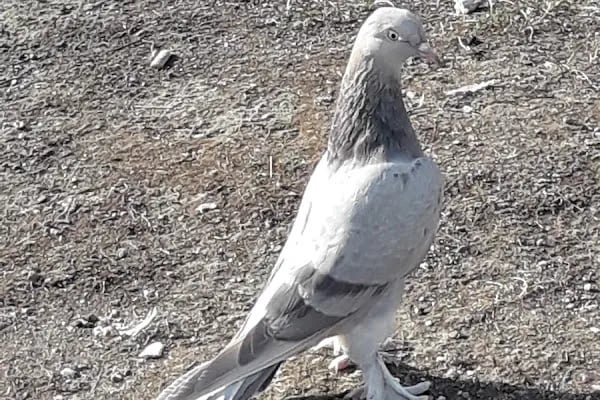 Ankara Üniversitesi Güzel Sanatlar Fakültesi - Resim 5