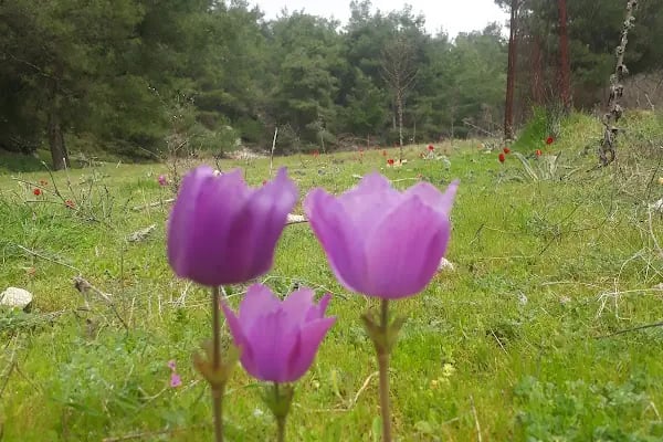 Şelale - Resim 14