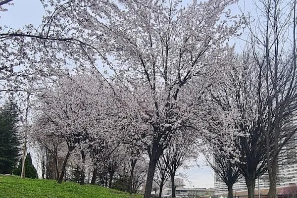 Göksu Parkı Açık Hava Tiyatrosu - Resim 5