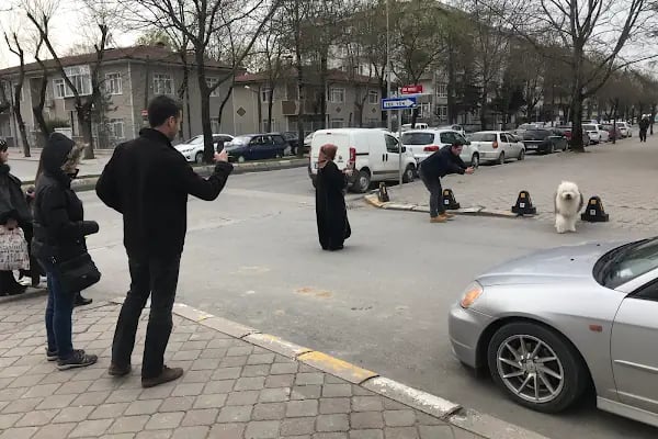 Ayvaz Veteriner Klinigi - Resim 17