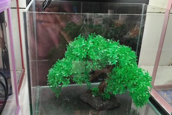 Alsancak Petshop - Resim 9