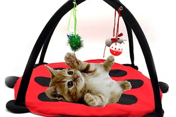 Pati Petshop - Resim 9