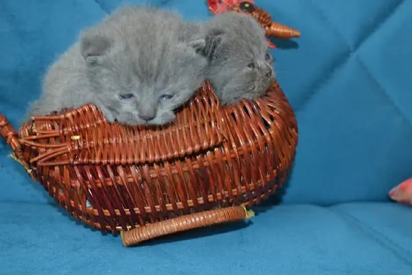 Pati Petshop - Resim 11