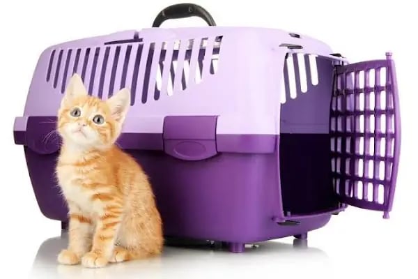 Pati Petshop - Resim 12