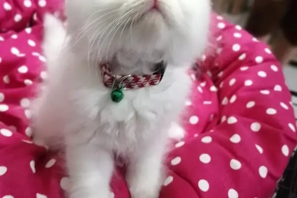Pati Petshop - Resim 13