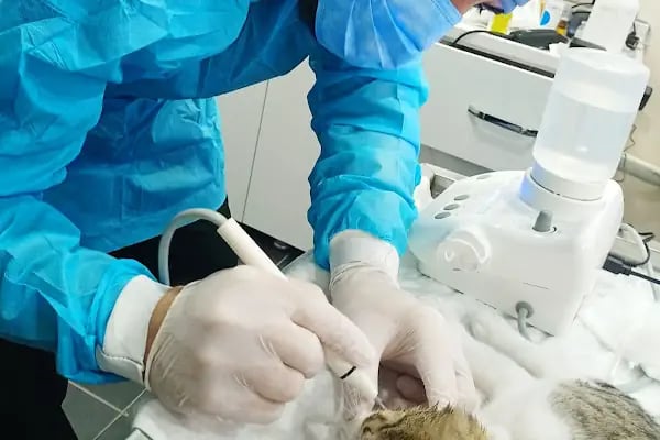 Mutlu Kuyruklar Veteriner Kliniği - Resim 15