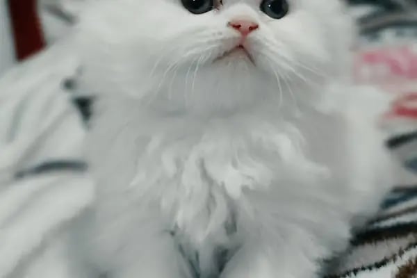 Mutlu Kuyruklar Veteriner Kliniği - Resim 3