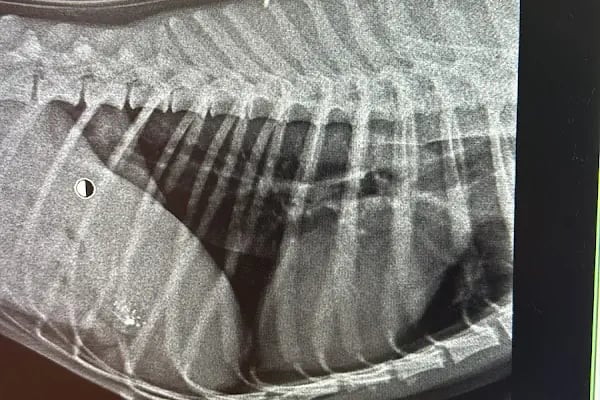 Mutlu Kuyruklar Veteriner Kliniği - Resim 20