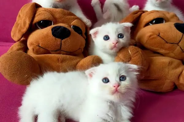 Mutlu Kuyruklar Veteriner Kliniği - Resim 2