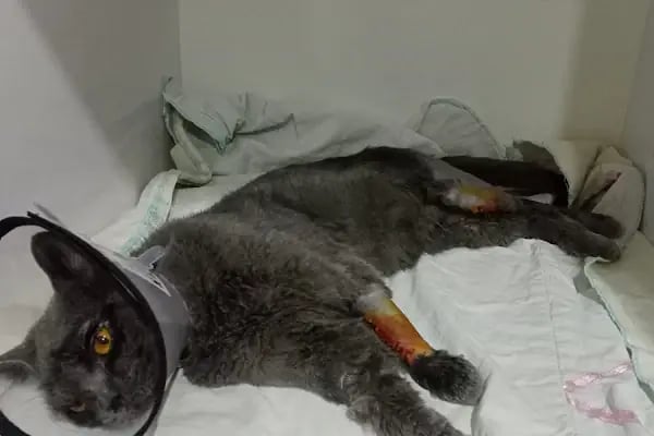 Mutlu Kuyruklar Veteriner Kliniği - Resim 10