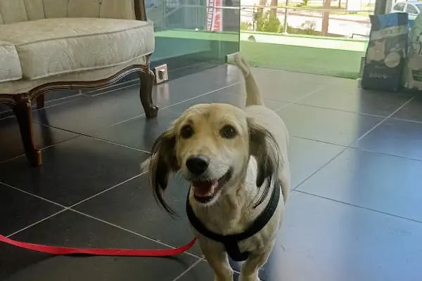 Mutlu Kuyruklar Veteriner Kliniği - Resim 9