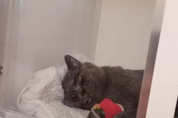 Mutlu Kuyruklar Veteriner Kliniği - Resim 16