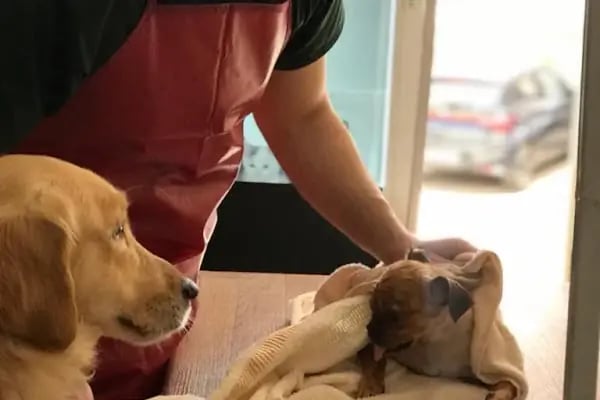 Mutlu Kuyruklar Veteriner Kliniği - Resim 19