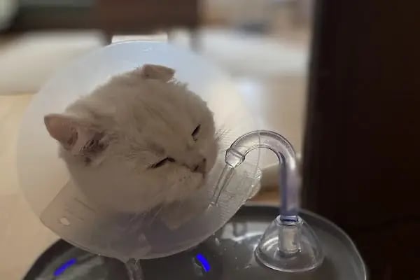Mutlu Kuyruklar Veteriner Kliniği - Resim 13