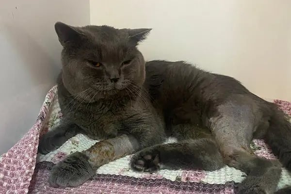 Mutlu Kuyruklar Veteriner Kliniği - Resim 14