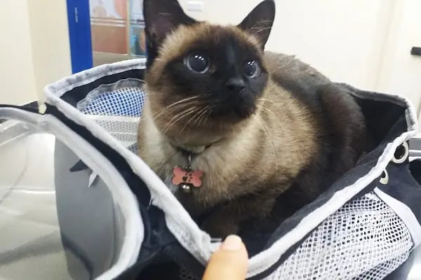 Mutlu Kuyruklar Veteriner Kliniği - Resim 7
