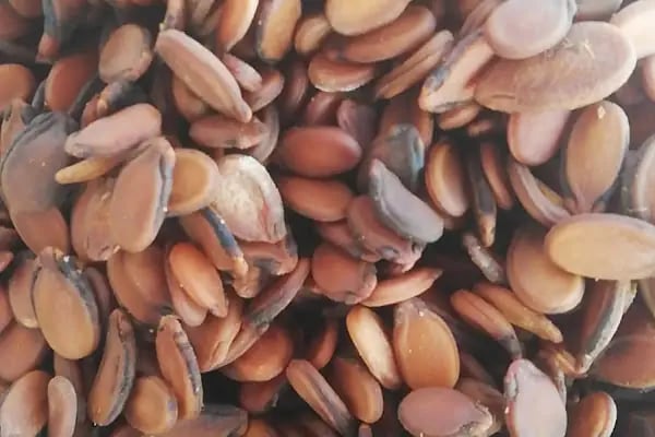 beşpinar köypazarı - Resim 17