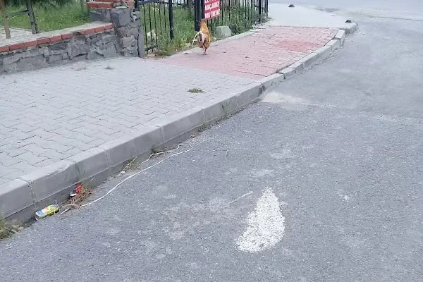 Ali Aktürk Parkı - Resim 15