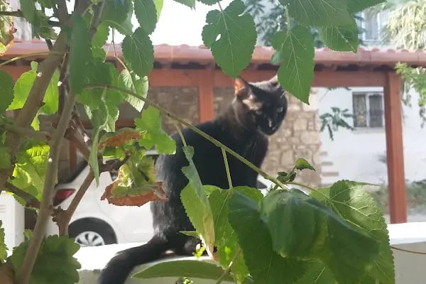 Limon Evleri - Resim 1