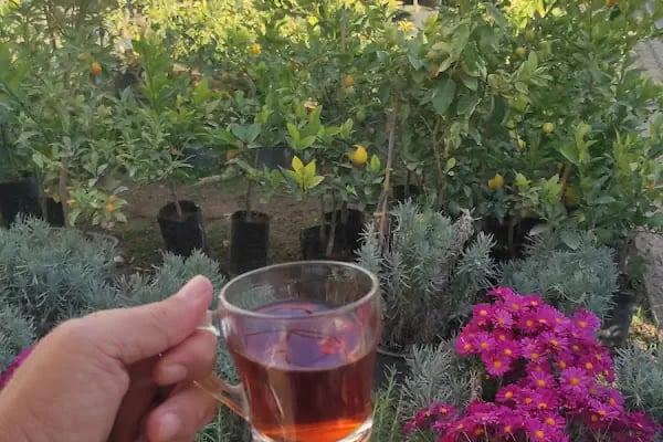 İzmir meyve fidanı ve çiçek - Resim 11