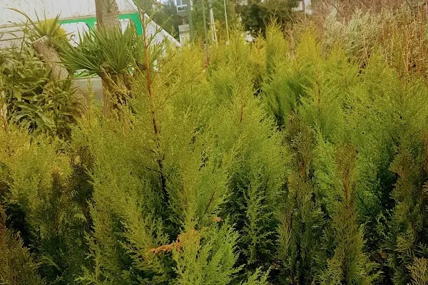 İzmir meyve fidanı ve çiçek - Resim 13