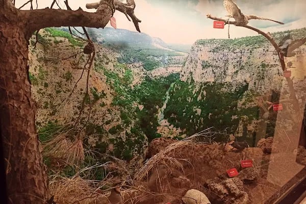 Termessos milli parki piknik yeri - Resim 19