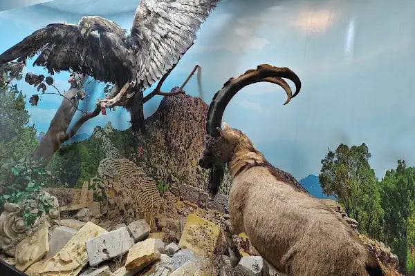 Termessos milli parki piknik yeri - Resim 15