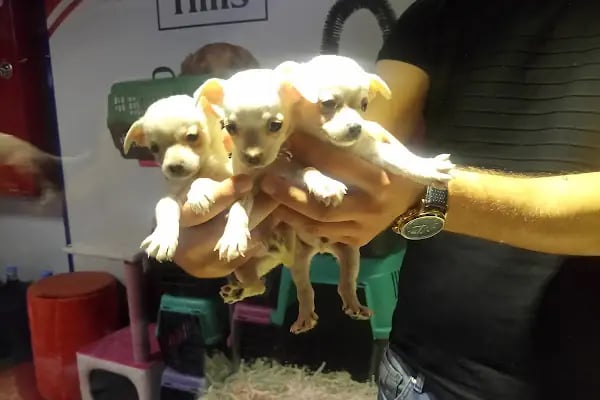 Happy pets petshop - Resim 13