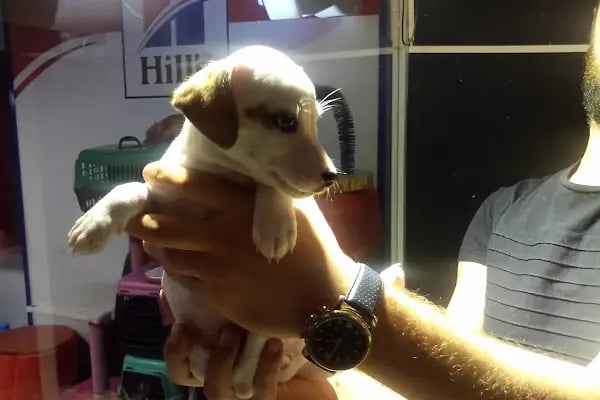 Happy pets petshop - Resim 14