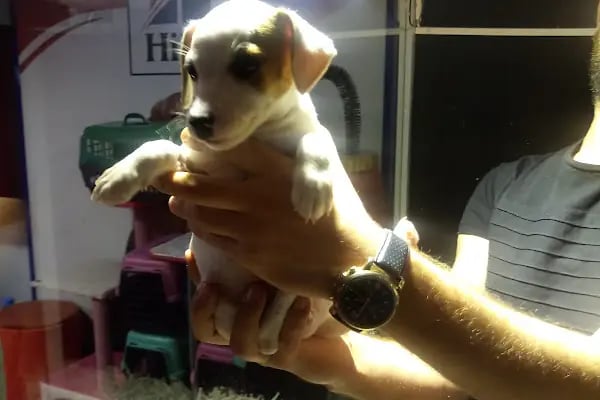 Happy pets petshop - Resim 4