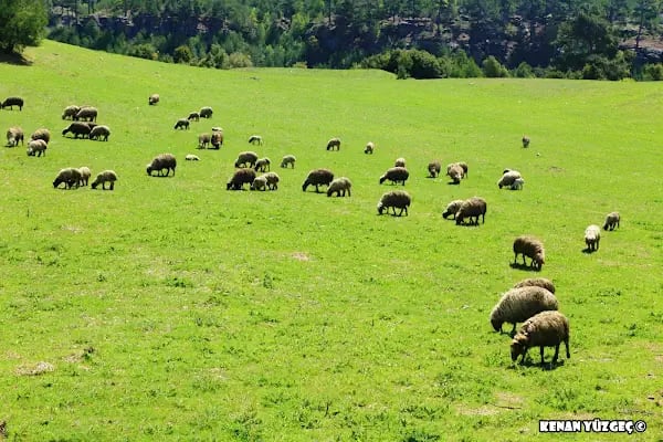Etekli Köyü Tereli Yaylası Çamlık Seyir Tepesi - Resim 2