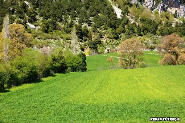 Etekli Köyü Tereli Yaylası Çamlık Seyir Tepesi - Resim 14