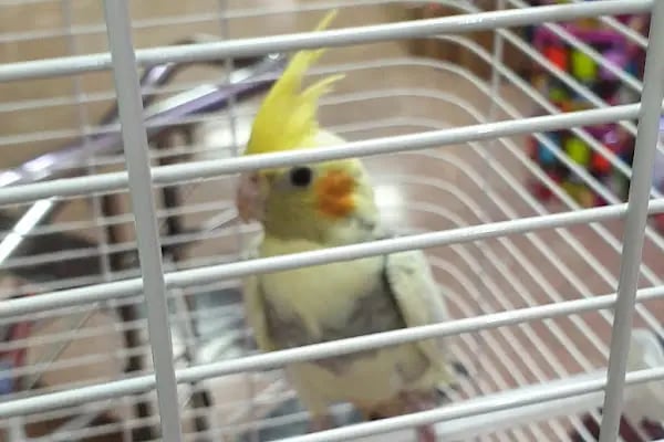 Deniz Pet Shop - Resim 18