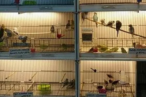 Deniz Pet Shop - Resim 12