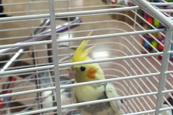 Deniz Pet Shop - Resim 17