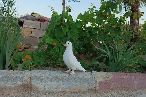 Süleyman Şah Atlı Spor Kulübü - Resim 19