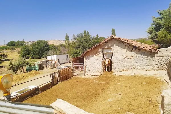 Süleyman Şah Atlı Spor Kulübü - Resim 17