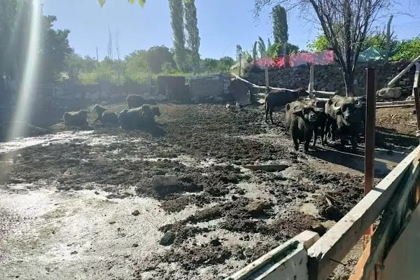 Süleyman Şah Atlı Spor Kulübü - Resim 6