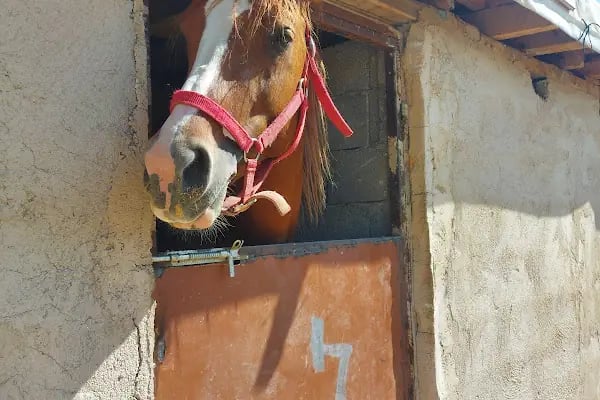Süleyman Şah Atlı Spor Kulübü - Resim 3