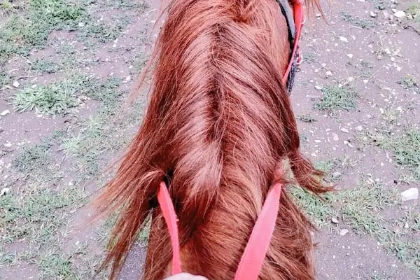Süleyman Şah Atlı Spor Kulübü - Resim 18