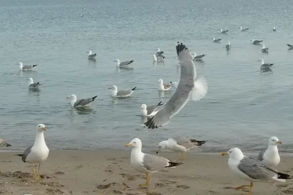 Aydıncık plajı - Resim 14