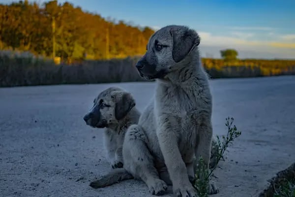 Danamandıra Tabiat Parkı - Resim 16